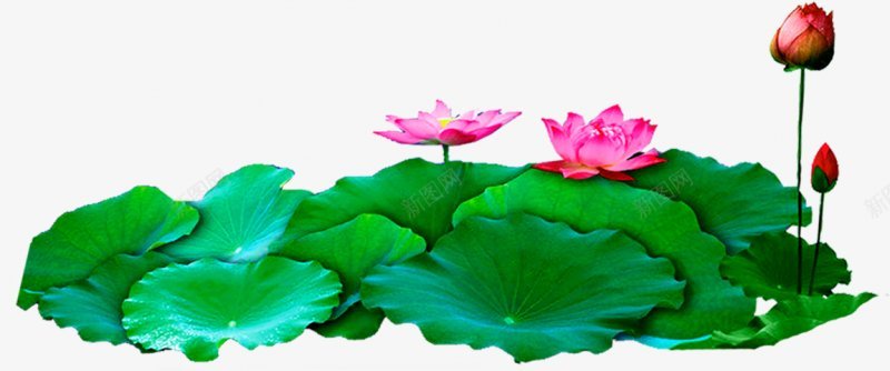盛开的夏荷花荷叶免抠元素png免抠素材_新图网 https://ixintu.com 春夏季节 水生植物 荷花花瓣 初夏 唯美 处暑 夏天 夏至 大暑 小暑 植物 清新 温柔 秋天 绿色 芦苇 荷叶 荷花 莲花 莲蓬 花