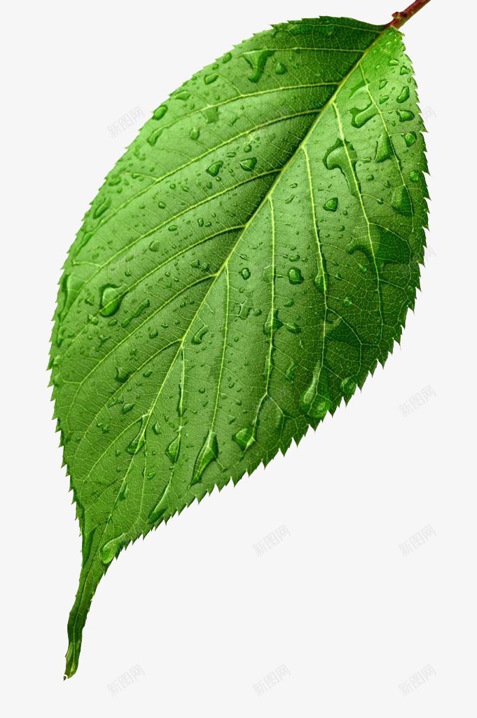 明亮的绿色叶子和水滴水珠图树叶png免抠素材_新图网 https://ixintu.com 分支芽 切割 叶子 嫩芽 布什锡兰叶 新鲜 新鲜的 树叶 水珠图 环境植物区 纯绿背景图 绿素 绿色 背景 茶叶