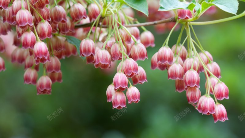 RedBells天空白云蓝天白云合成场景天空蓝天白jpg设计背景_新图网 https://ixintu.com Bells Red 合成 场景 天空 海水 海洋 白云 蓝天 蓝天白云