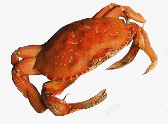 螃蟹大闸蟹海鲜透明22动物昆虫动物大型动物png免抠素材_新图网 https://ixintu.com 动物昆虫免扣动物 合成 大型动物 大象 小型宠物 爬行动物 飞禽走兽 鱼 鸟 龙