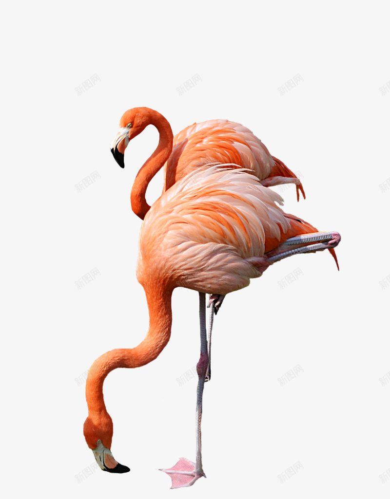 火烈鸟透明11动物昆虫动物大型动物小型宠物png免抠素材_新图网 https://ixintu.com 动物昆虫免扣动物 合成 大型动物 大象 小型宠物 火烈鸟免扣透明 火焰鸟 爬行动物 飞禽走兽 鱼 鸟