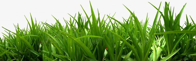 春田绿草冰草小草png免抠素材_新图网 https://ixintu.com 绿色 草 春天 植物 草坪上 背景 草地场 叶 增长 环境 季节 颜色 在户外 充满活力的 树叶 农业牧场 冰草 小草 草原 稻田 草丛 芒种