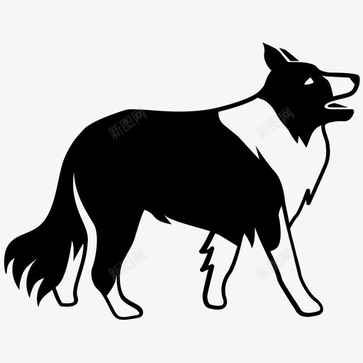边境牧羊犬狗放牧图标svg_新图网 https://ixintu.com 放牧 牧羊犬 狗 绵羊 苏格兰 边境牧羊犬