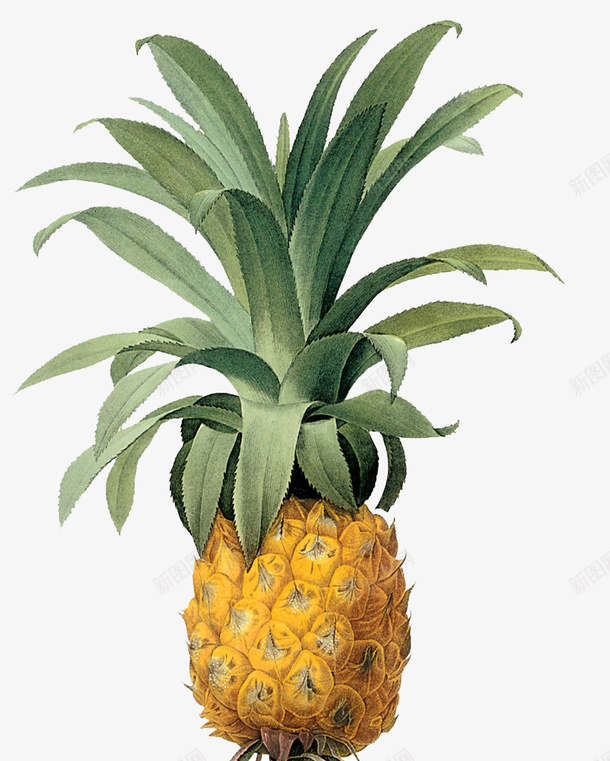 菠萝食物png免抠素材_新图网 https://ixintu.com 手绘 插画 果实 水果 菠萝