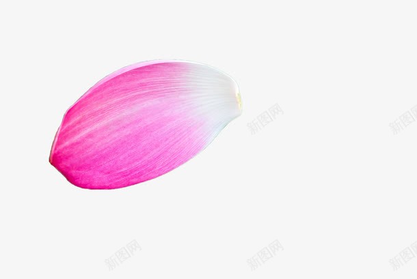 粉色荷花瓣png免抠素材_新图网 https://ixintu.com 唯美 地上的花瓣 植物 粉色 花卉 花瓣 荷花瓣 落地的花瓣 落花