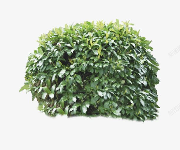 绿植灌木png免抠素材_新图网 https://ixintu.com 灌木 绿植 绿色 茂密