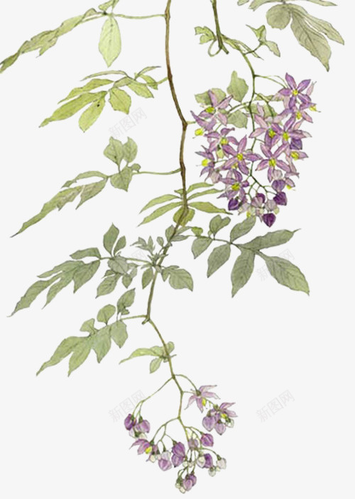 紫色花串psd免抠素材_新图网 https://ixintu.com 树叶 植物 紫色 花串