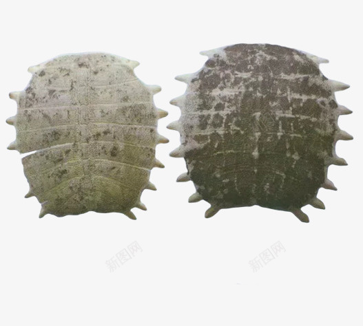 中药鳖甲药材png免抠素材_新图网 https://ixintu.com 中药 药材 饮片 鳖甲