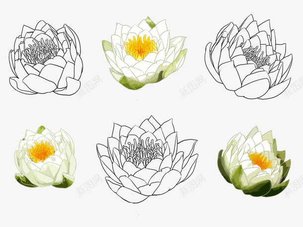 手绘莲花png免抠素材_新图网 https://ixintu.com 手绘 白色 莲花