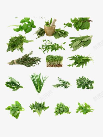 草本药材png免抠素材_新图网 https://ixintu.com 中药 医疗医药 草本