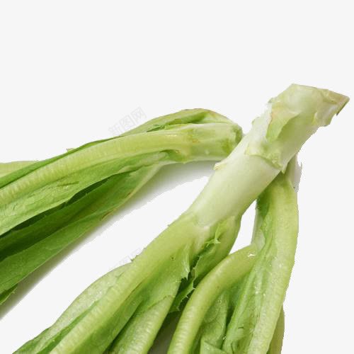 蔬菜油麦菜png免抠素材_新图网 https://ixintu.com 产品实物 油麦菜 蔬菜油麦菜