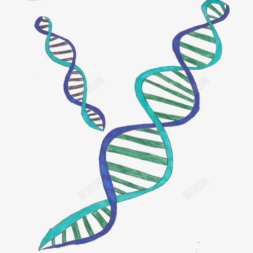 手绘螺旋连png免抠素材_新图网 https://ixintu.com 褰壊 鍩哄洜閾 鎵嬬粯 鏌撹壊浣 閬椾紶