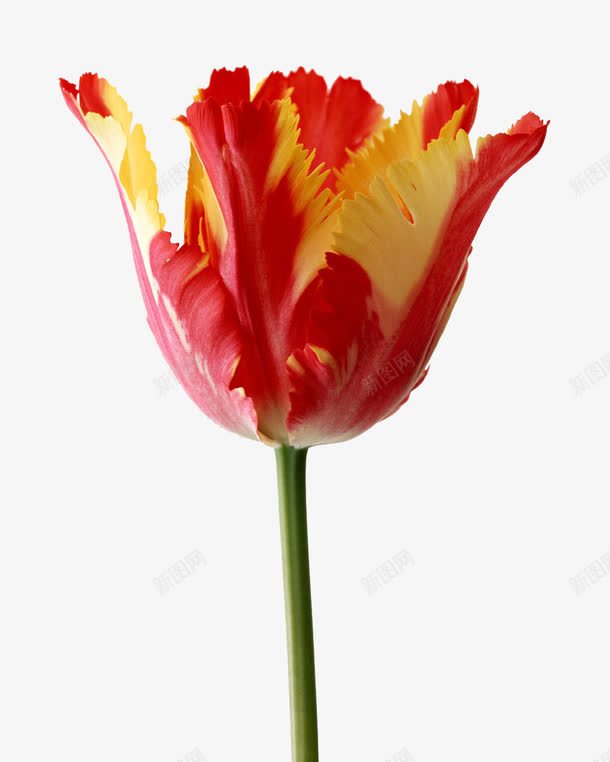鲜花png免抠素材_新图网 https://ixintu.com 植物 橙 红 花 花朵 花苞 装饰花朵