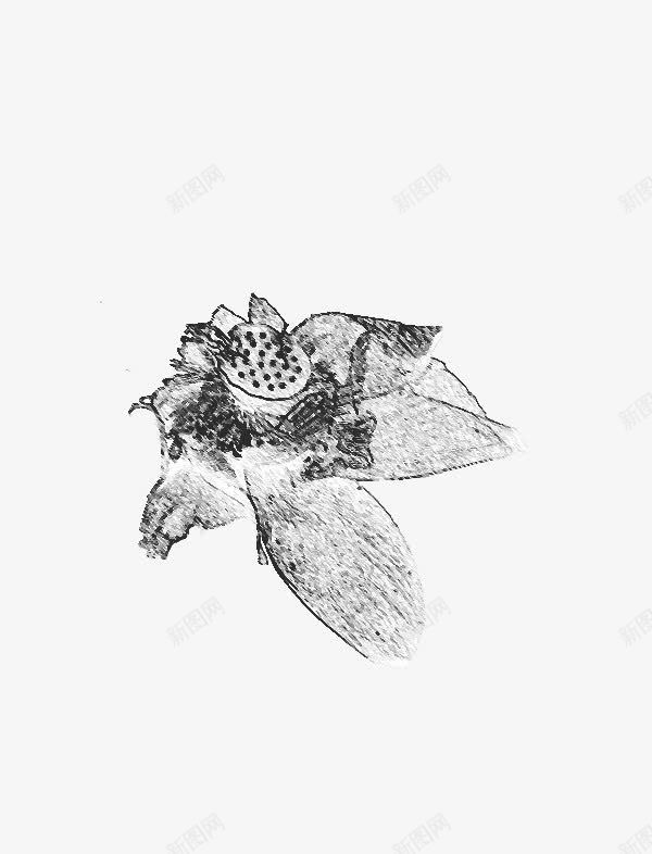 创意合成效果花卉荷花png免抠素材_新图网 https://ixintu.com 创意 合成 效果 花卉 荷花