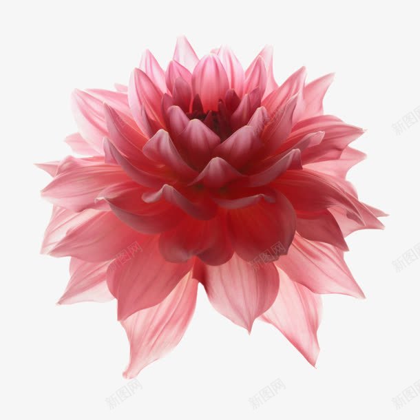 红色花瓣花朵装饰png免抠素材_新图网 https://ixintu.com 图片 红色 花朵 花瓣 装饰