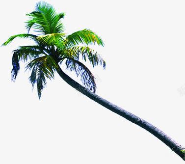 清凉夏日海报绿色植物png免抠素材_新图网 https://ixintu.com 夏日 海报 清凉 绿色植物