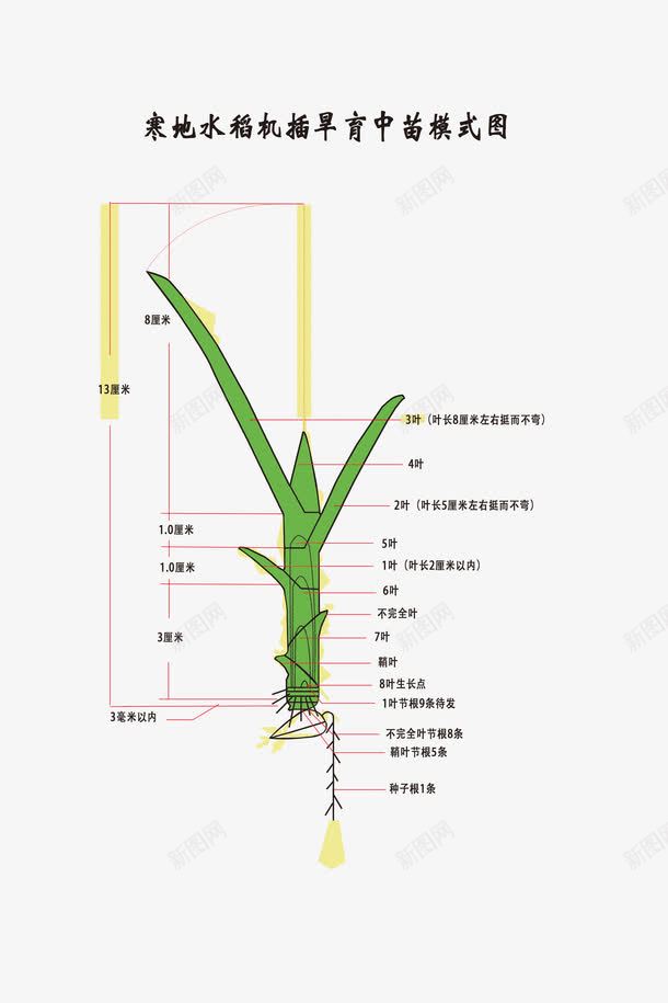 寒地水稻机插旱育中苗模式图png免抠素材_新图网 https://ixintu.com 农耕 模式图 水稻机 水稻育苗