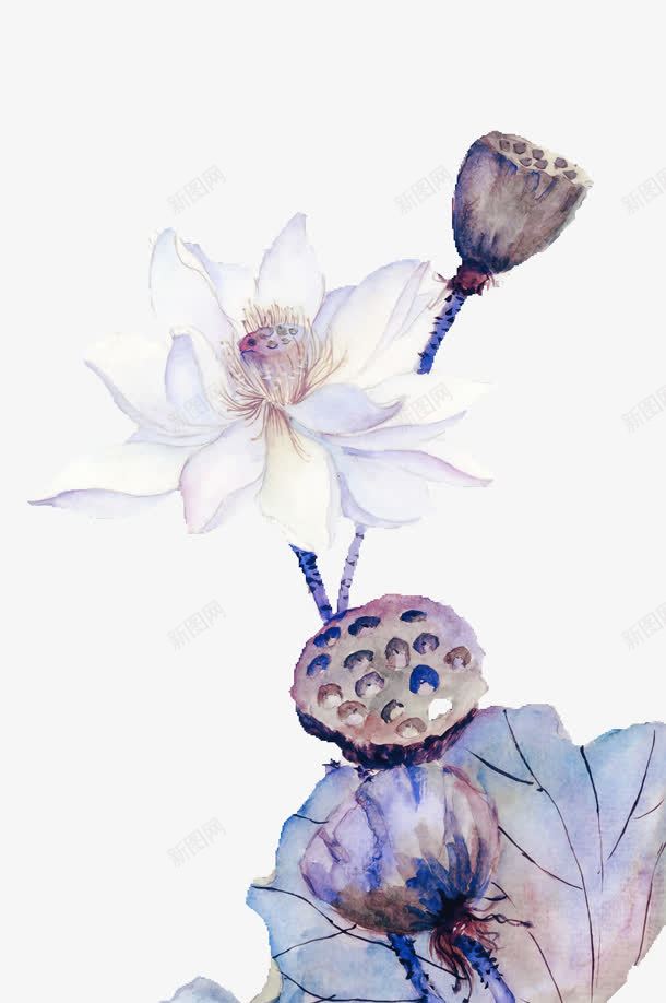 白色荷花莲蓬png免抠素材_新图网 https://ixintu.com 白色 荷花 莲蓬