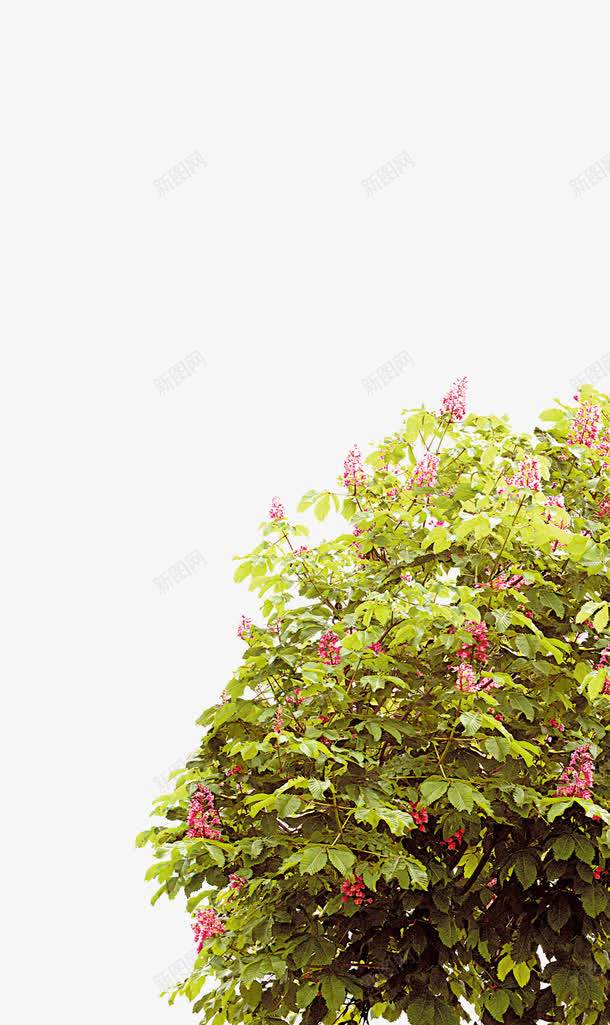 唯美清新环保花树png免抠素材_新图网 https://ixintu.com 唯美 清新 环保 花树