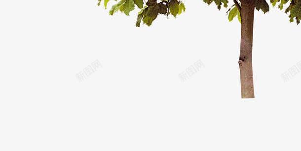 唯美清新环保花树png免抠素材_新图网 https://ixintu.com 唯美 清新 环保 花树