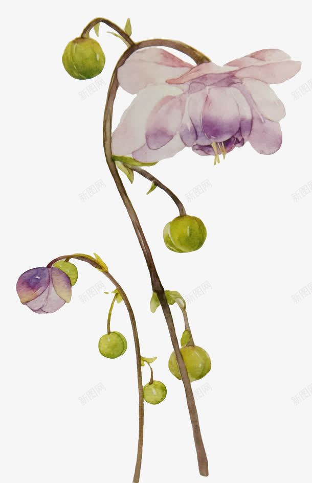 淡紫色花朵png免抠素材_新图网 https://ixintu.com 开花 植物 结果
