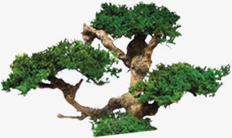 榕树png免抠素材_新图网 https://ixintu.com 树