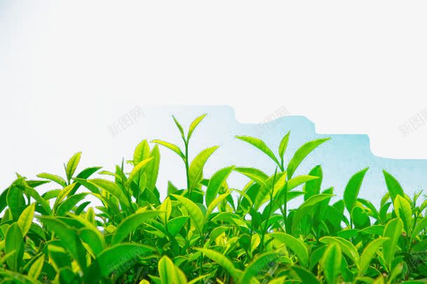 绿茶png免抠素材_新图网 https://ixintu.com 叶子 嫩芽 幼苗 新芽 植物幼芽绿叶 绿叶 绿芽 绿茶