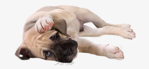 受到委屈的狗狗png免抠素材_新图网 https://ixintu.com 京巴犬 京巴狗 可爱 委屈 狗狗 聪明