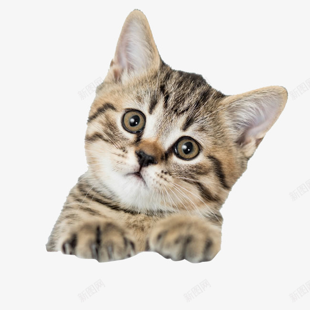 猫猫狗狗猫猫狗狗png免抠素材_新图网 https://ixintu.com PNG 免抠 猫 猫咪