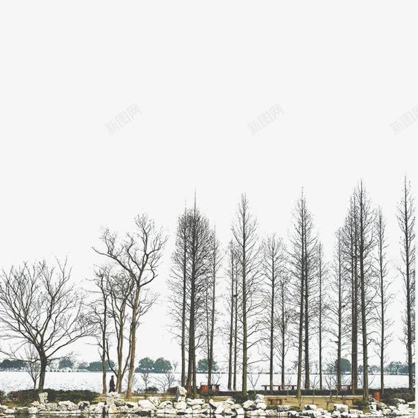 树林风景小景png免抠素材_新图网 https://ixintu.com 树 树木 树林 树枝 风景