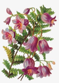 卡通花卡通花饰图标png_新图网 https://ixintu.com 仙境图片 卡通花饰 卡通花饰图案 手绘 手绘元素 手绘花饰图片 花图标