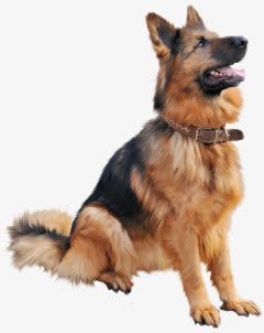 坐立的警用搜救犬png免抠素材_新图网 https://ixintu.com 警用