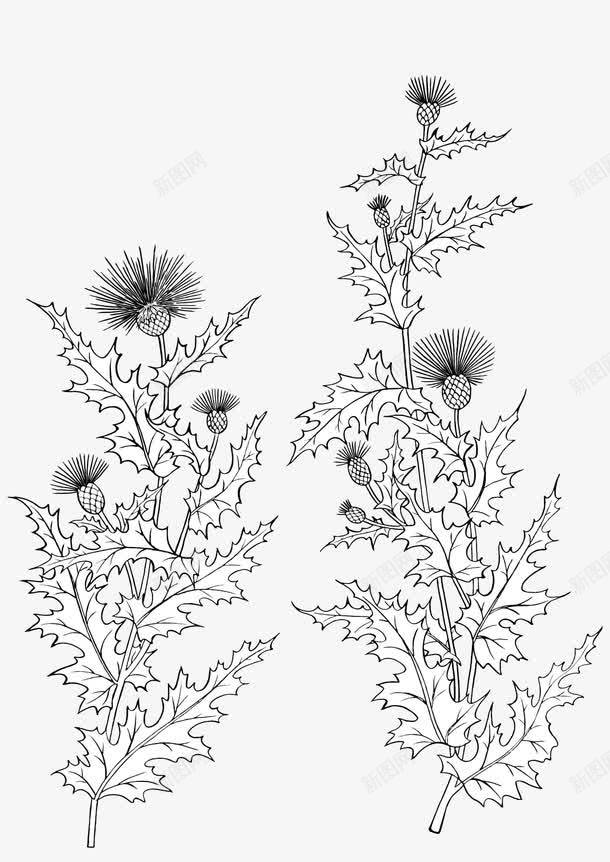 古典纹理背景与花卉png免抠素材_新图网 https://ixintu.com 古典纹理 背景 花卉