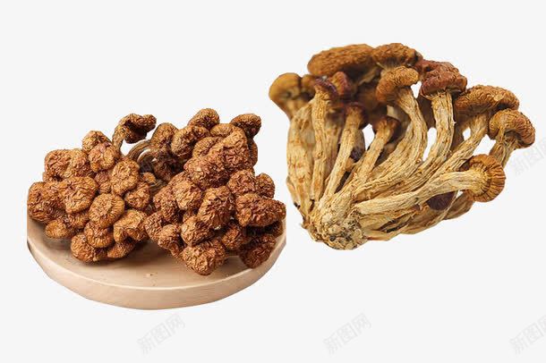 黄褐色的滑子菇png免抠素材_新图网 https://ixintu.com 个体小 含蛋白质 滑子菇 珍稀品种 菌类