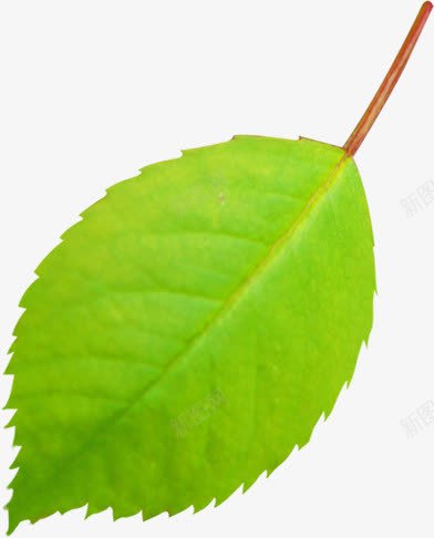 手绘绿色清新树叶纹理png免抠素材_新图网 https://ixintu.com 树叶 清新 纹理 绿色