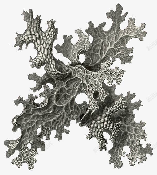 海洋生物png免抠素材_新图网 https://ixintu.com 卡通 复古 海洋生物 海草