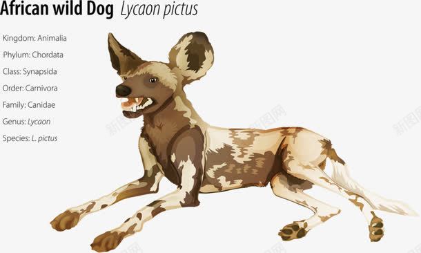 非洲猎犬png免抠素材_新图网 https://ixintu.com 大狗 狗牙 猎犬 非洲犬