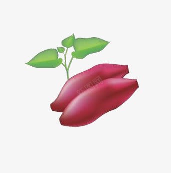 紫署png免抠素材_新图网 https://ixintu.com 农产品 番薯 紫署 食物