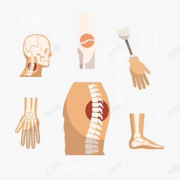 骨骼png免抠素材_新图网 https://ixintu.com 关节 肢体 骨骼