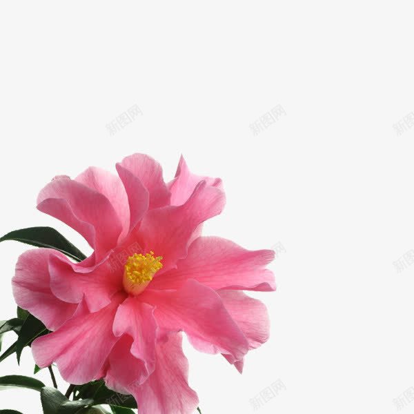 花png免抠素材_新图网 https://ixintu.com 漂浮粉红花花蕊