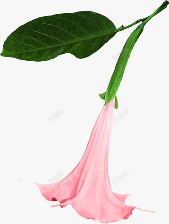 牵牛花png免抠素材_新图网 https://ixintu.com 红色的牵牛花