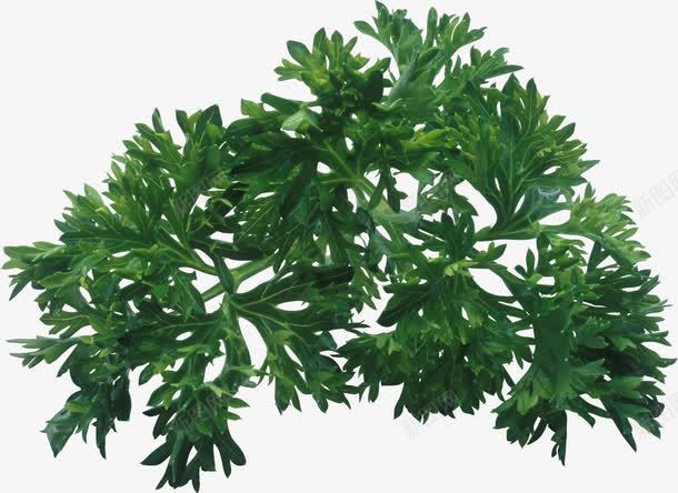 香菜png免抠素材_新图网 https://ixintu.com 植物 绿色 蔬菜 配菜