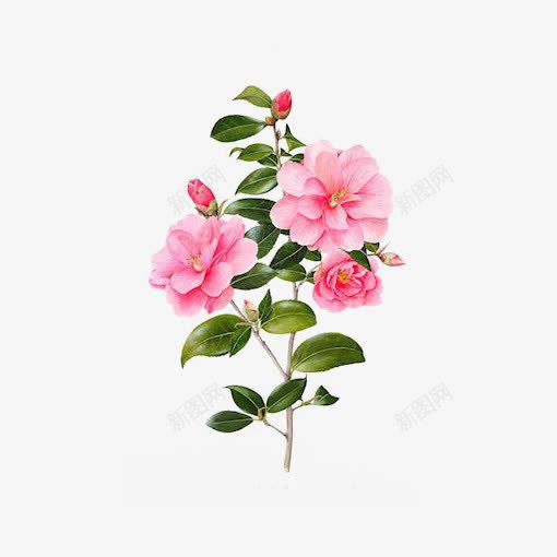 粉色花朵装饰png免抠素材_新图网 https://ixintu.com 小花 文艺 植物 清新 绿色叶片
