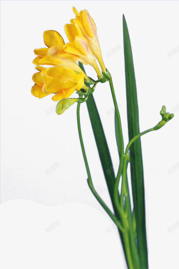 鲜花花艳丽植物花朵png免抠素材_新图网 https://ixintu.com 植物 艳丽 花 花朵 鲜花