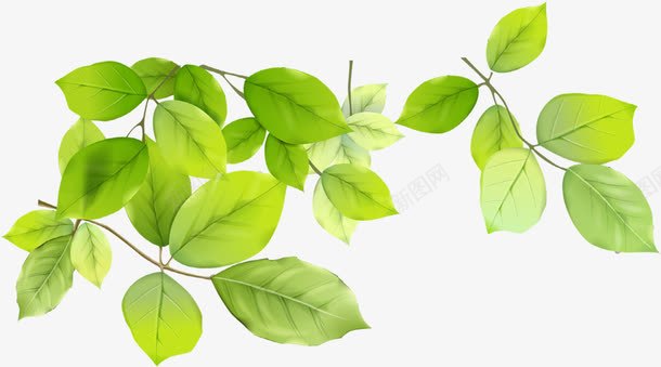 春日树叶美景嫩绿png免抠素材_新图网 https://ixintu.com 嫩绿 春日 树叶 美景