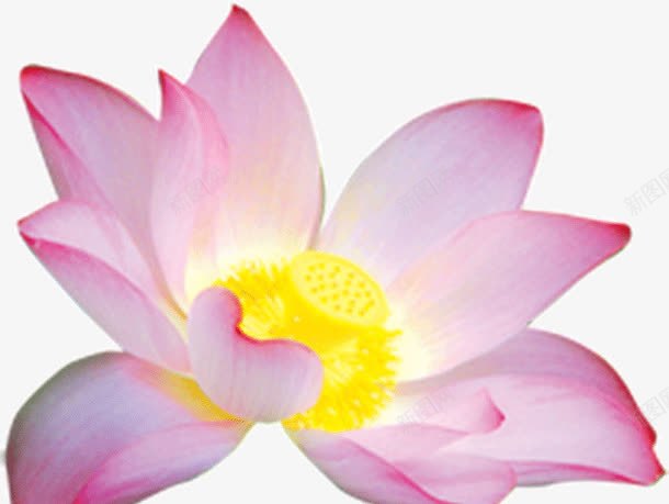 开放的荷花花朵png免抠素材_新图网 https://ixintu.com 开放 花朵 荷花