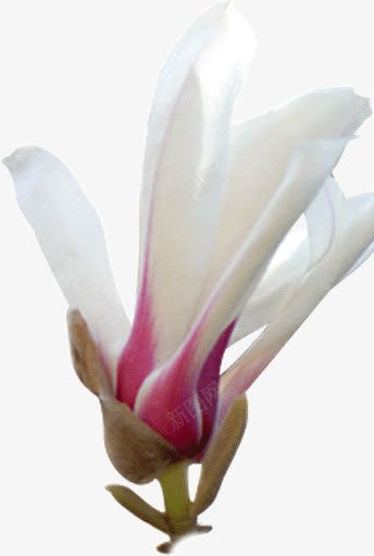 红白相加的花朵png免抠素材_新图网 https://ixintu.com 相加 红白 花朵