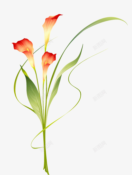 三朵红色花png免抠素材_新图网 https://ixintu.com 三朵花 植物 红色花 装饰