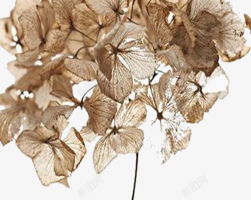 有一个季节png免抠素材_新图网 https://ixintu.com 唯美 枯叶 枯萎 灰色
