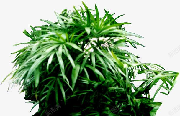 树叶翠绿美景树木png免抠素材_新图网 https://ixintu.com 树叶 树木 美景 翠绿